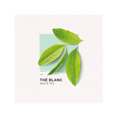 Solinotes White Tea Edp 50ml
